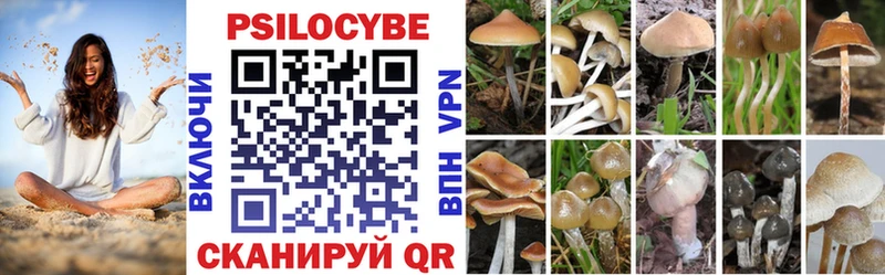наркошоп  Томмот  блэк спрут как зайти  Галлюциногенные грибы Psilocybe 